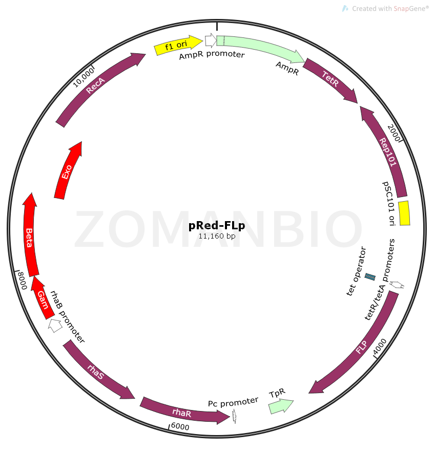 ZK1652 pRed-FLp.png