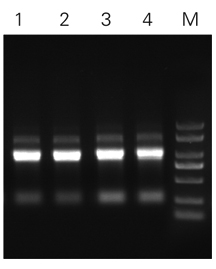 ZP431-農桿菌GV3101.jpg